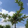 Carpinus betulus kruisdakboom